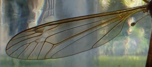 Réf. 182 575 : Tipula sp.